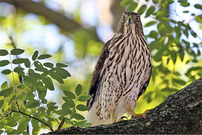 coopers hawk Coopers Hawk