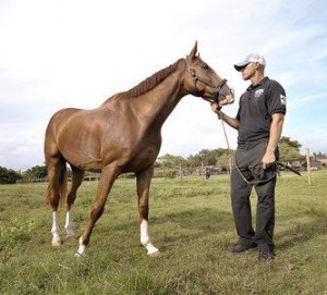 Freedom's Flight - Thoroughbred saved by the South Florida SPCA Freedom's Flight - Secretariat lineage - Thoroughbred saved by the South Florida SPCA