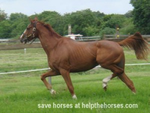 texttext Freedom's Flight - ex-racer thoroughbred saved from illegal horse slaughterhouse