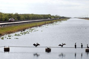 The Tamiami Trail Bridge is being built to allow a natural flow of water in wide sheets to replenish Everglades National Park and the Florida Bay to provide clean water for future generations.
