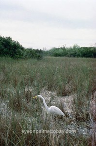 Saving Florida Bay