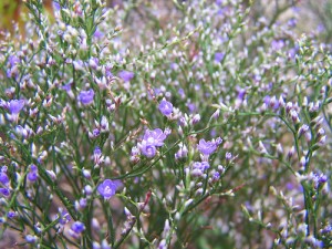 sea_lavendar native fl plant